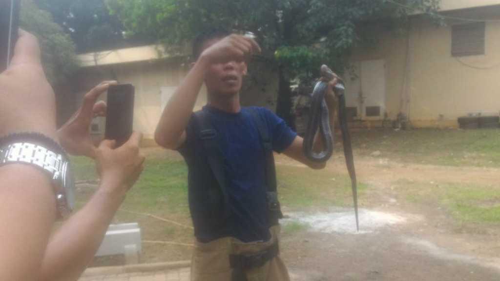 Tak Hanya Kobra, Petugas Damkar Juga Temukan Ular Sanca di Kantor P2TP2A