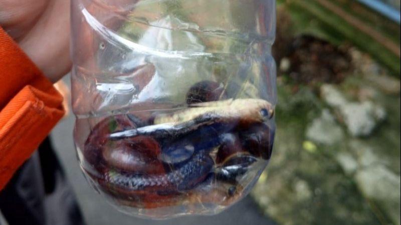 Petugas Damkar Evakuasi 9 Ular Kobra di Jakarta pada Senin Siang