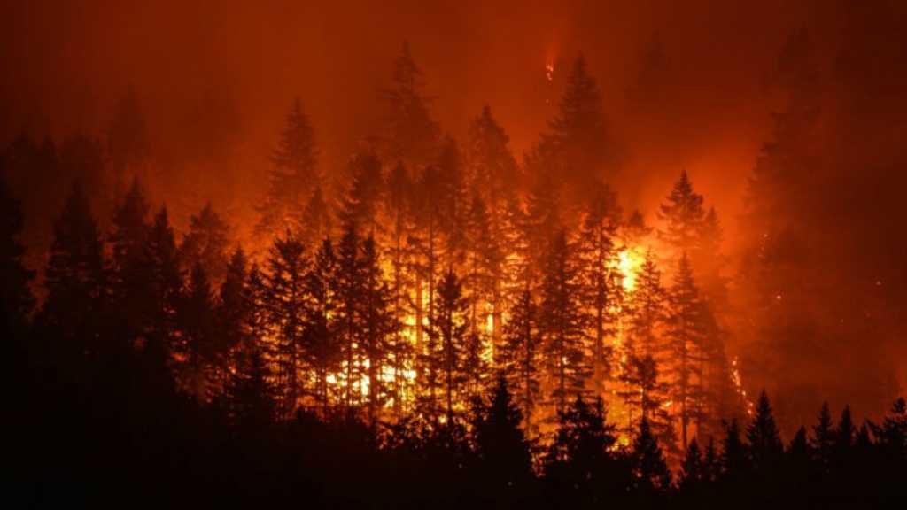 5 Fakta yang Tidak Banyak Ketahui Orang Tentang Kebakaran Hutan