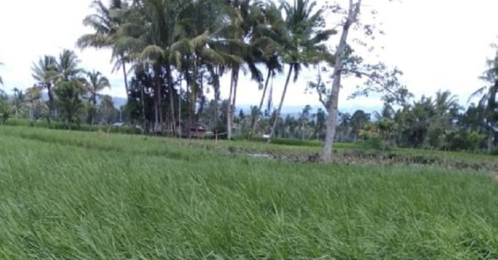 Sebagian Tanaman Padi Gagal Panen di Mukomuko Diterjang Banjir