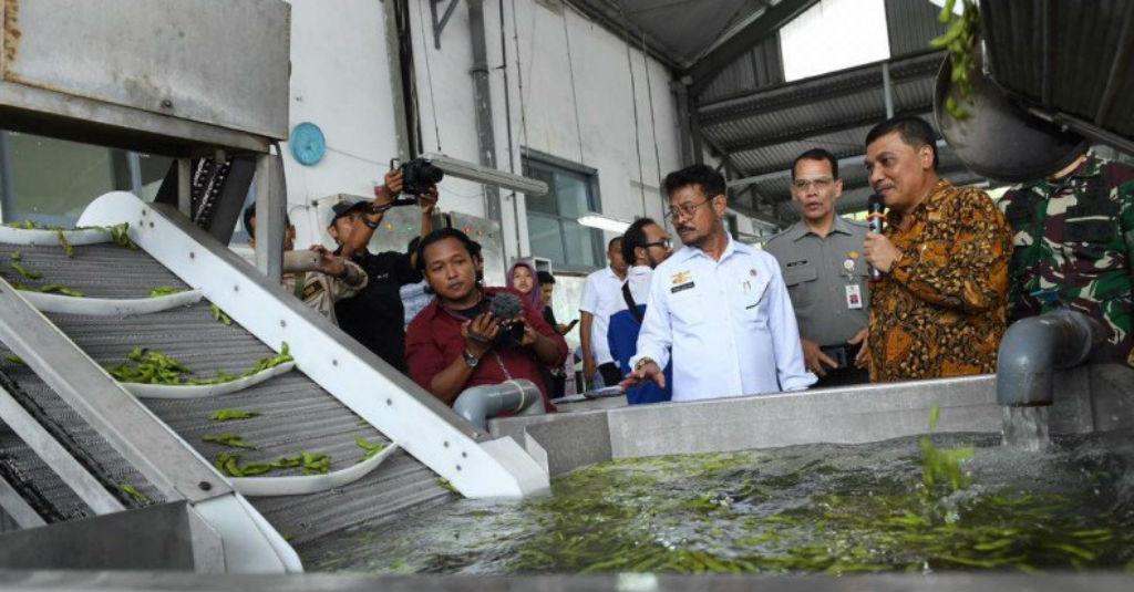 Mentan SYL Dorong Pelaku Usaha Tingkatkan Ekspor Edamame Jember