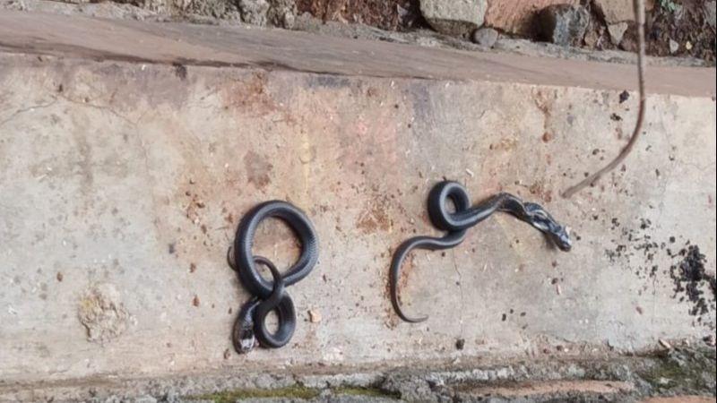 Waduh, 18 Ular Kobra Mendadak Muncul di Halaman Rumah Warga Cipinang Melayu