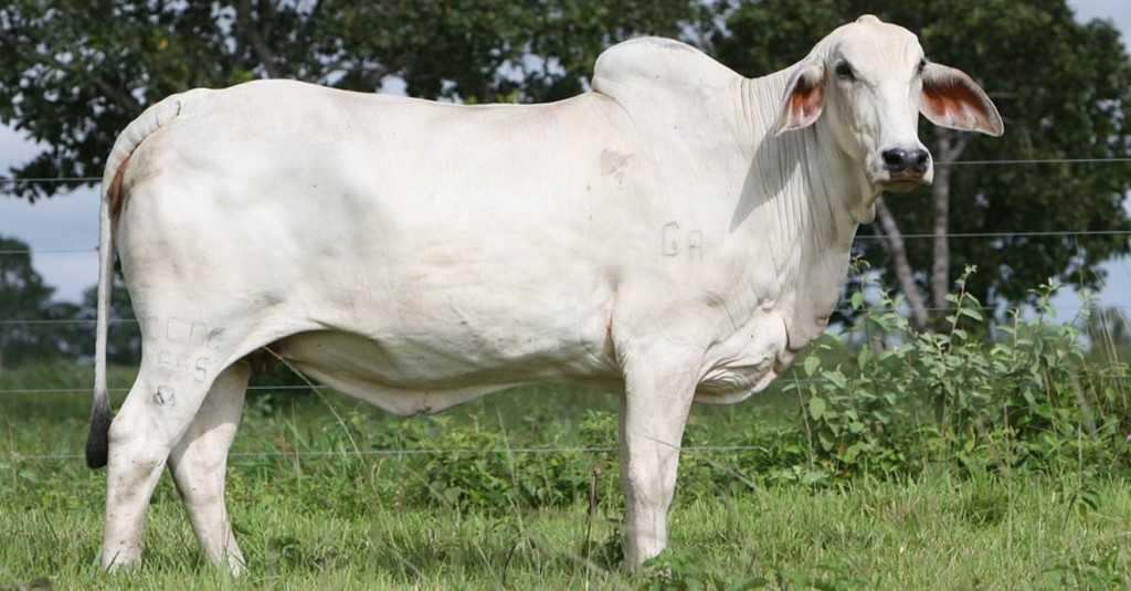 Pemerintah Akan Impor Daging Sapi dan Kerbau Tahun 2020