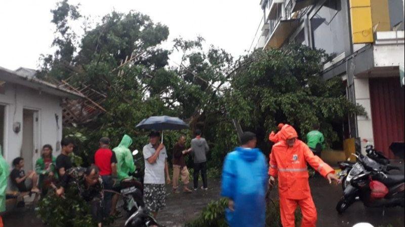 Pohon 10 Meter Tumbang di Pejaten, Mobil dan Motor Ikut Tertimpa