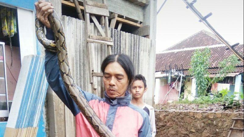 Air Sungai Meluap, Warga Bandar Lampung Temukan Ular Sanca Kembang