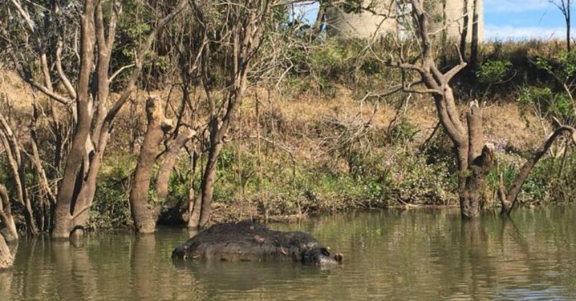 Diserang Hiu Banteng, Lusinan Bangkai Sapi Terapung di Sungai Richmond