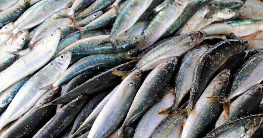 Nekat! Pedagang Ini Tempel Mata Mainan Agar Ikan Selalu Tampak Segar