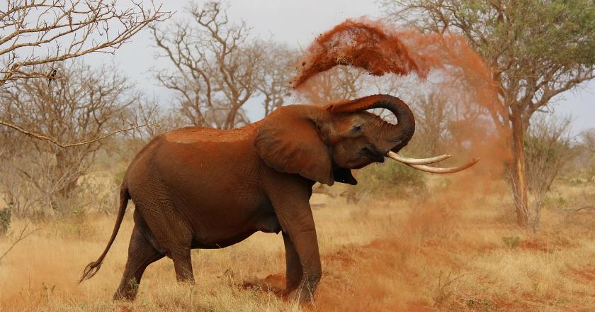 90 Ekor Gajah Ditemukan Mati di Taman Margasatwa Botswana