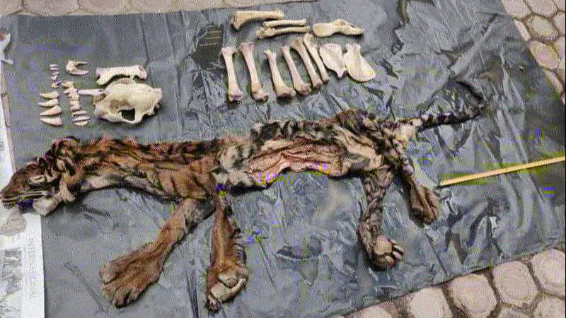 Hendak Jual Kulit Harimau Seharga Rp90 Juta, Seorang Pria Dicokok Polisi