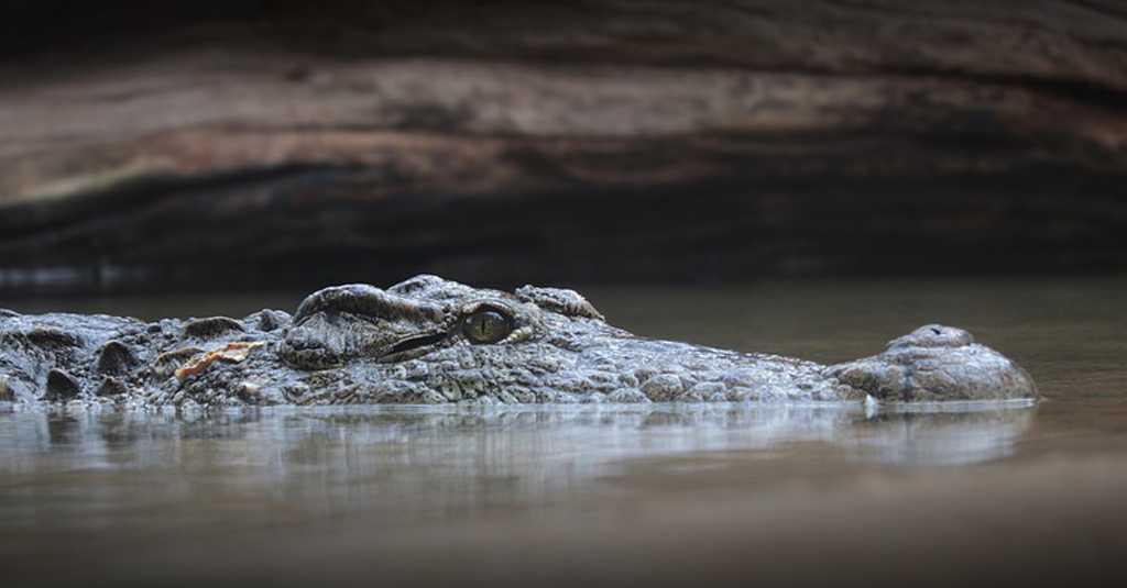 Teror Buaya, Warga Kupang Dilarang Main di Pinggir Pantai