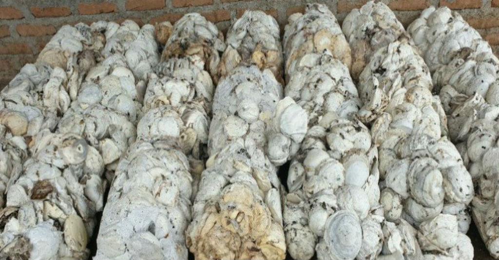 Gapkindo: Harga Karet Menguat Berkat Kenaikan Minyak Mentah