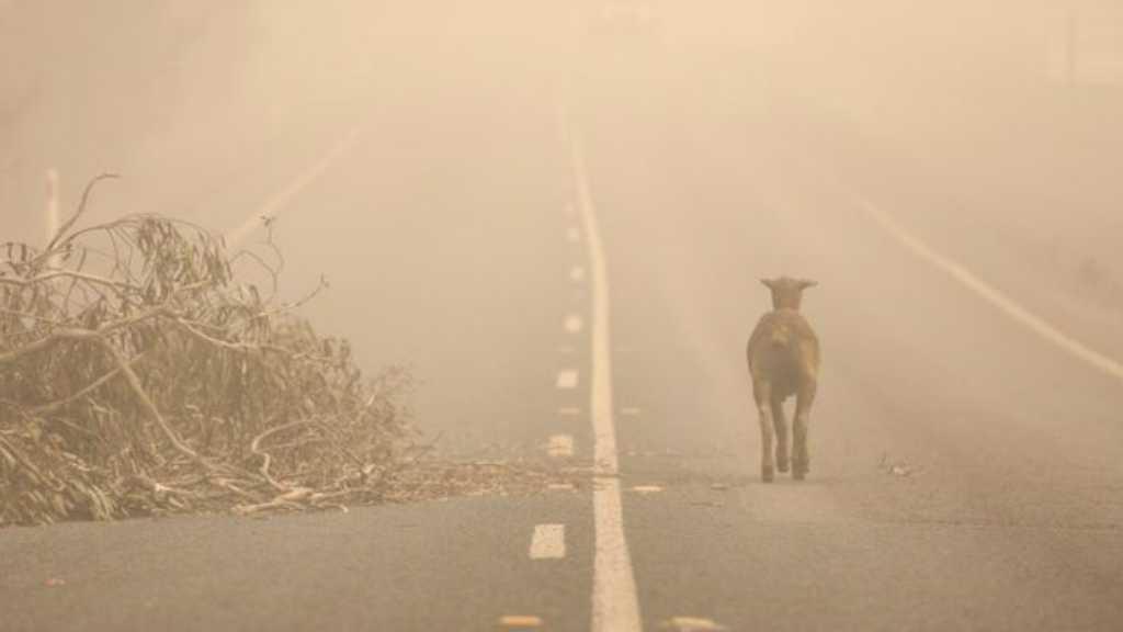Seram! Australia Siapkan Kuburan Massal