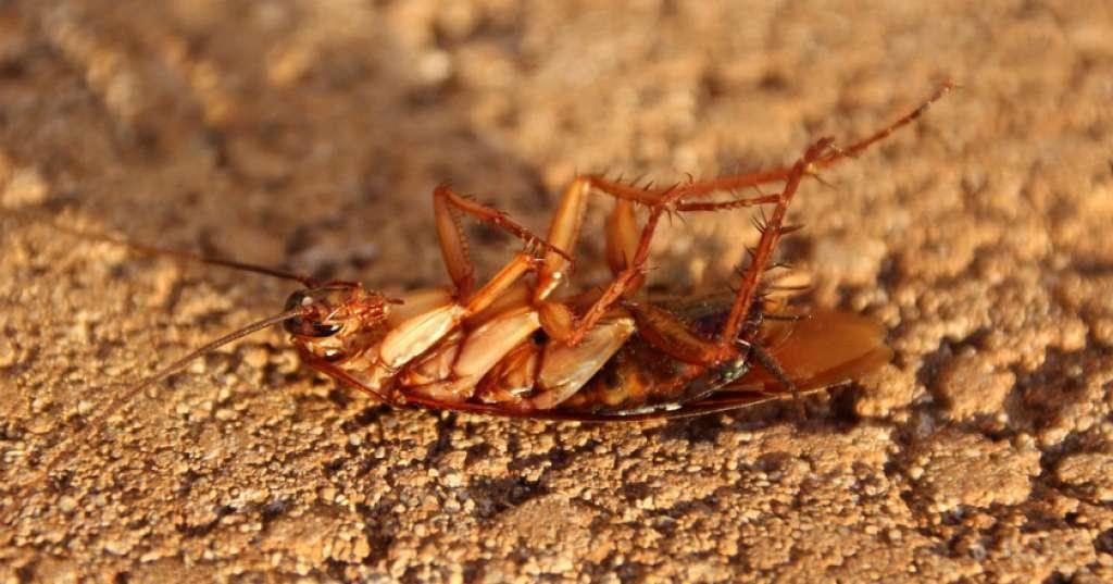 Hiii... Kecoa Ternyata Jadi Bahan Kosmetik dan Obat!