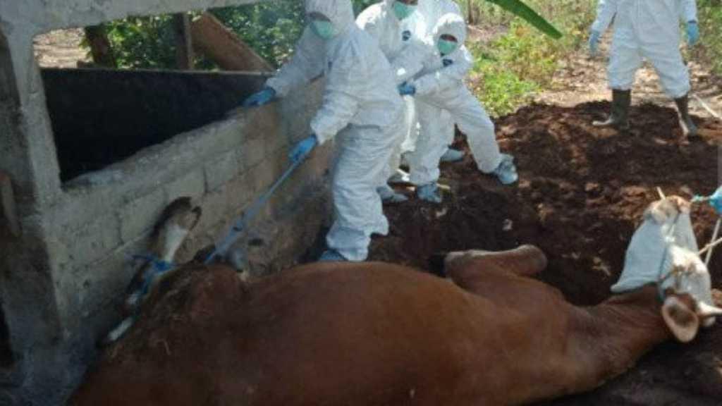 27 Warga di Gunungkidul Positif Antraks