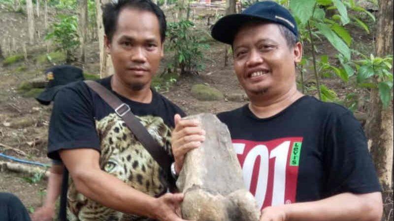 Wah, Ditemukan Fosil Gajah Purba Hanya Berjarak 155 KM dari Jakarta