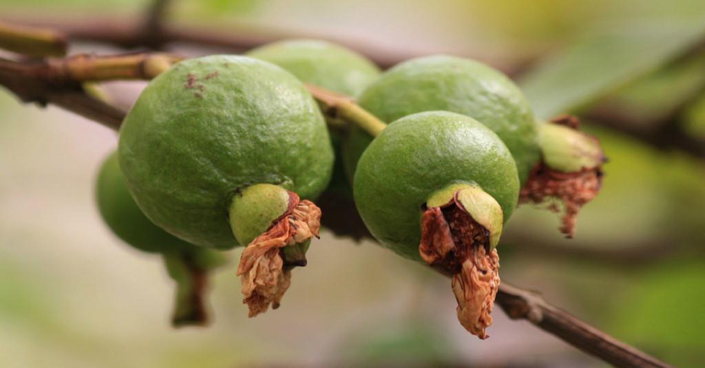 5 Manfaat Lain Jambu Biji yang Tak Banyak Orang Ketahui