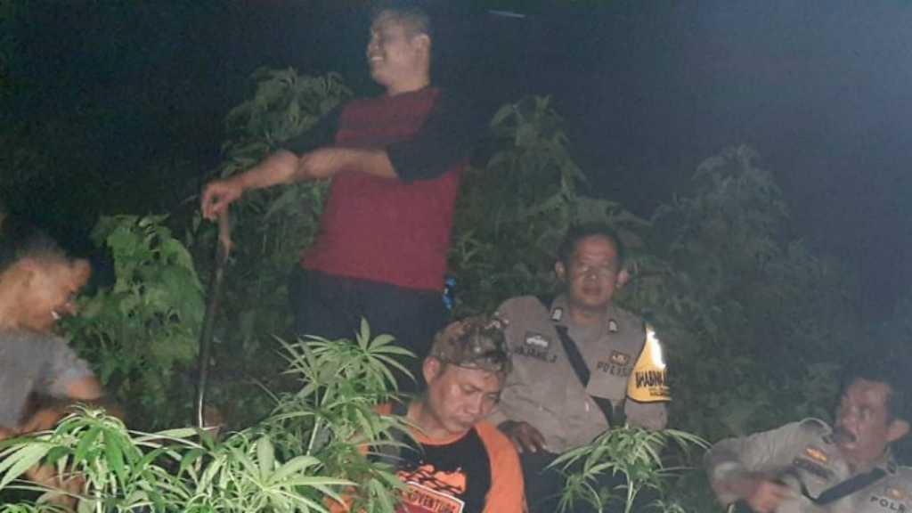 Polisi Sebut Temuan Puluhan Pohon Ganja di Gunung Guntur Sengaja Ditanam