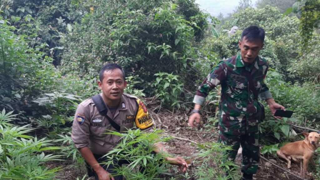 Puluhan Pohon Ganja Ditemukan Tumbuh Subur di Gunung Guntur Jabar