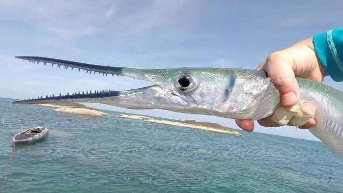 Digigit Ikan Cenro, Pelajar SMP Alami Luka Serius di Bagian Leher