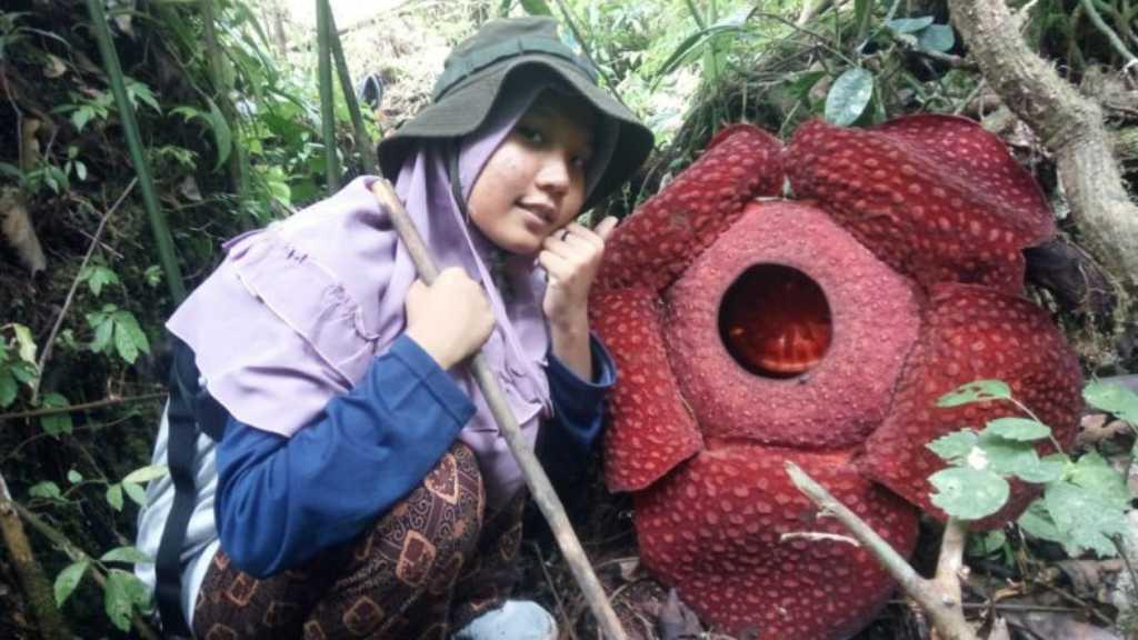 Dari Maninjau Sumbar, 2 Bunga Bangkai Mekar Hampir Bersamaan