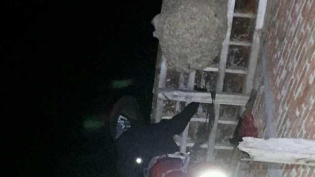 Kakek 70 Tahun Meregang Nyawa Diserang Ratusan Lebah