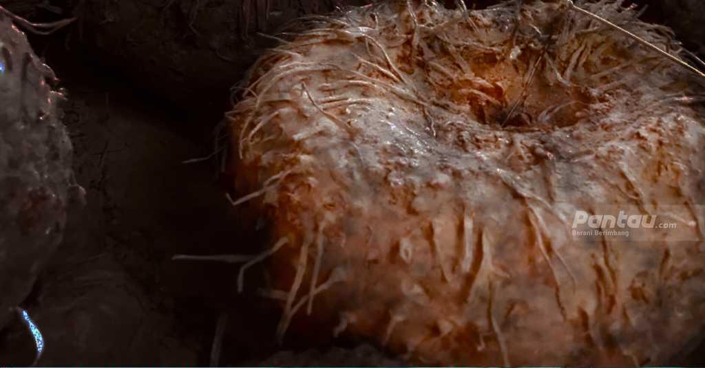 Kementan: Madiun Akan Dijadikan Pusat Pengembangan Porang