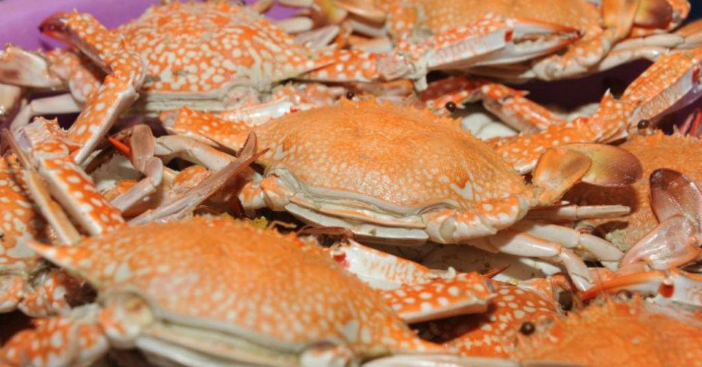 KKP Terus Genjot Ekspor Kepiting Laut