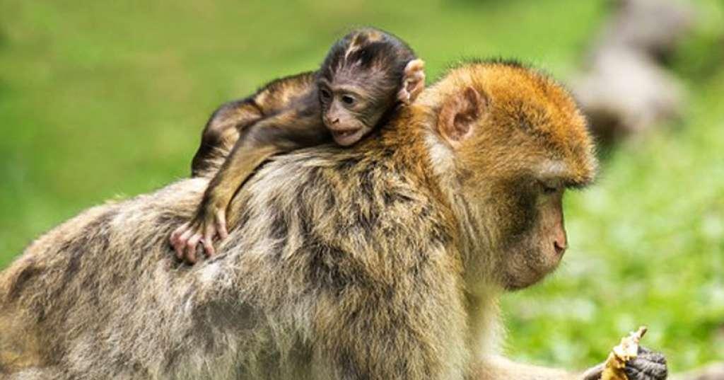 Kawanan Monyet Serang Rumah dan Lawan Warga di Kuningan Jabar