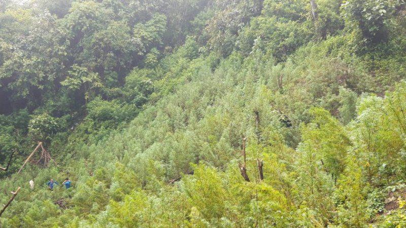 Polisi Temukan 5 Hektare Ladang Ganja di Pulau.....