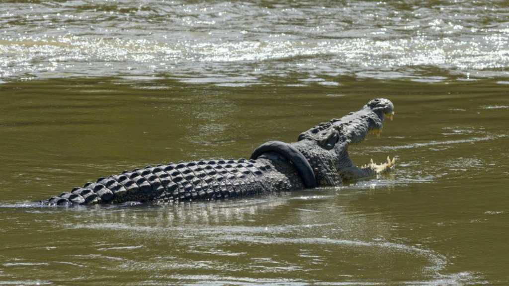 Sayembara Unik Lepaskan Ban Bekas dari Leher Buaya, Ada yang Berani?
