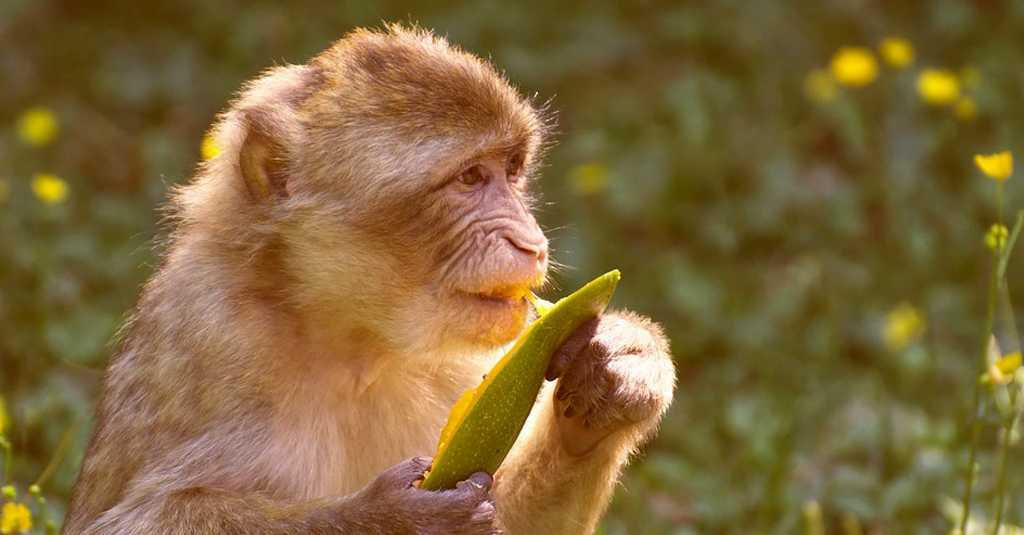 Geger! Kawanan Monyet Berkeliaran hingga Masuki Permukiman Korban Gempa Cianjur