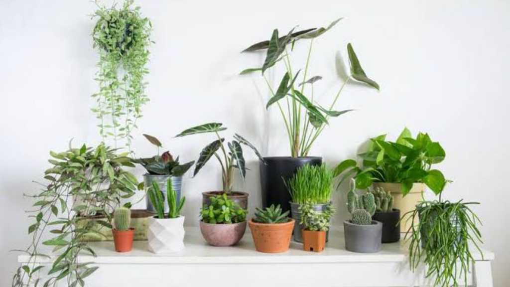 5 Rekomendasi Tanaman Rumah yang Baik untuk Kesehatan