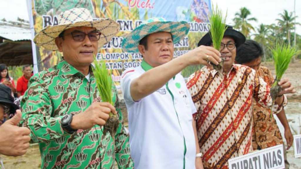 Padi Varietas Unggul M400 Ditanam di Nias Sumatera Utara