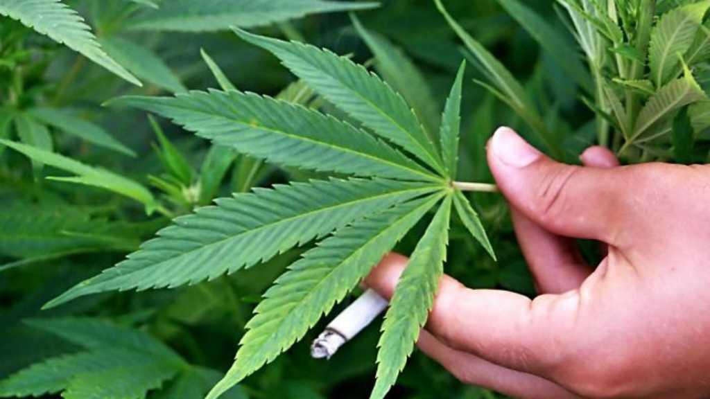 Warga Ibu Kota Australia Kini Bisa Menanam Ganja, 2 pohon untuk Usia 18+