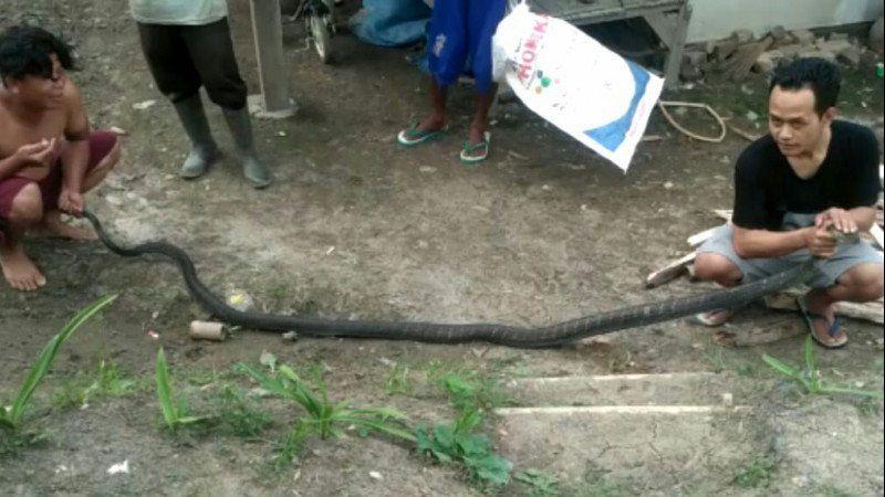 Modal Video YouTube Panji Petualang, Pria Ini Nekat Tangkap Ular King Cobra