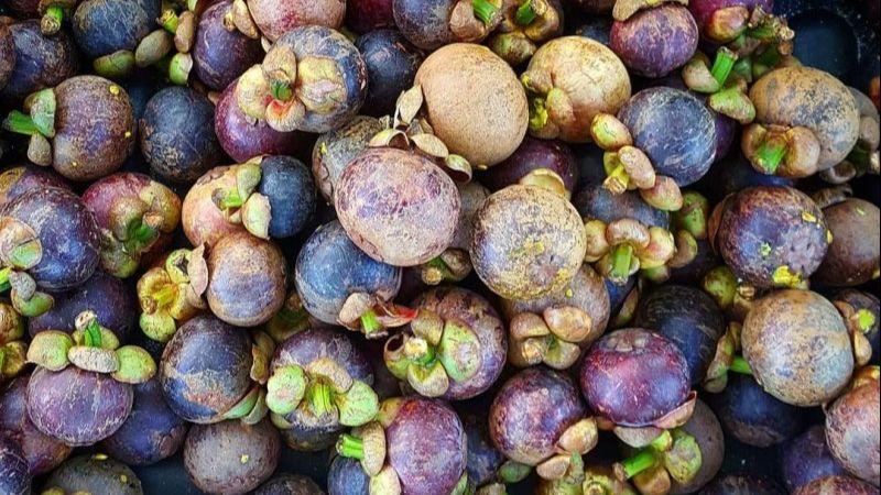 Manggis Sudah Jadi Buah Unggulan Purwakarta