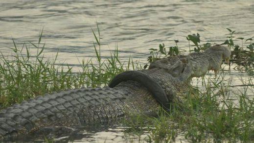 Lepas Ban dari Leher Buaya di Palu, Dua Ahli dari Australia Didatangkan