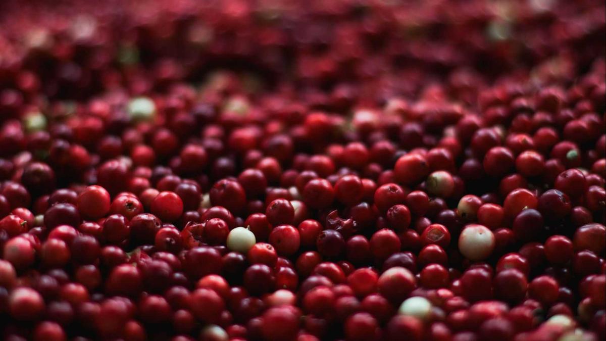 5 Manfaat Cranberry untuk Rambut, Salah Satunya Basmi Ketombe