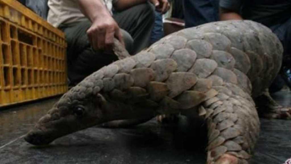 Peneliti Ungkap Trenggiling Sebarkan Virus Korona dan Sendai