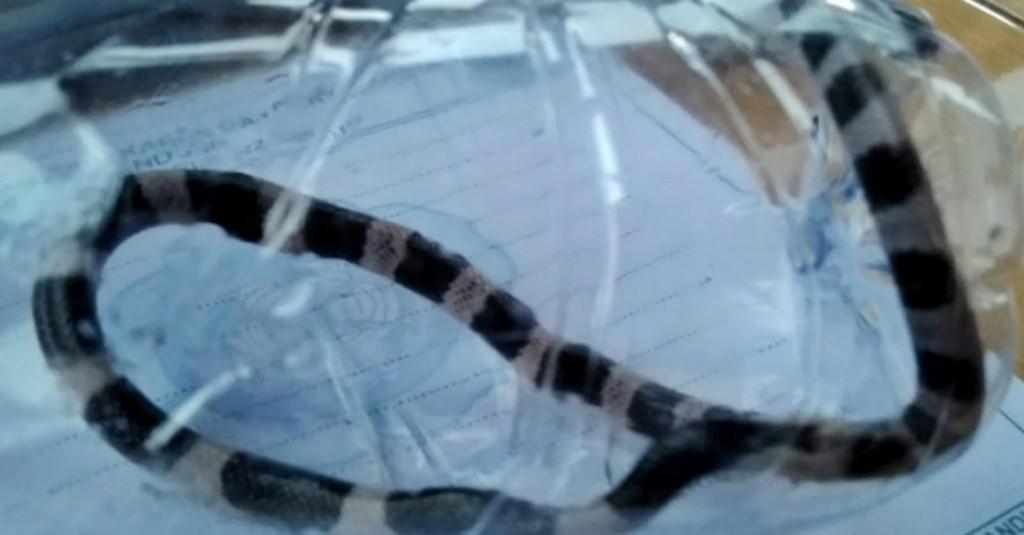 Bisa Ular Weling Ternyata Lebih Mematikan daripada Kobra