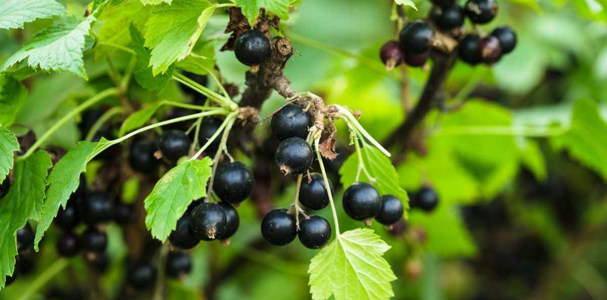 8 Manfaat Blackcurrant yang Mengandung Nutrisi Baik untuk Kesehatan