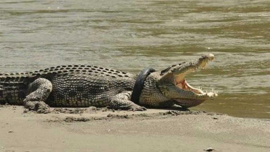 Ahli Australia Sebut Buaya Palu yang Tersangkut Ban sebagai Bos Besar