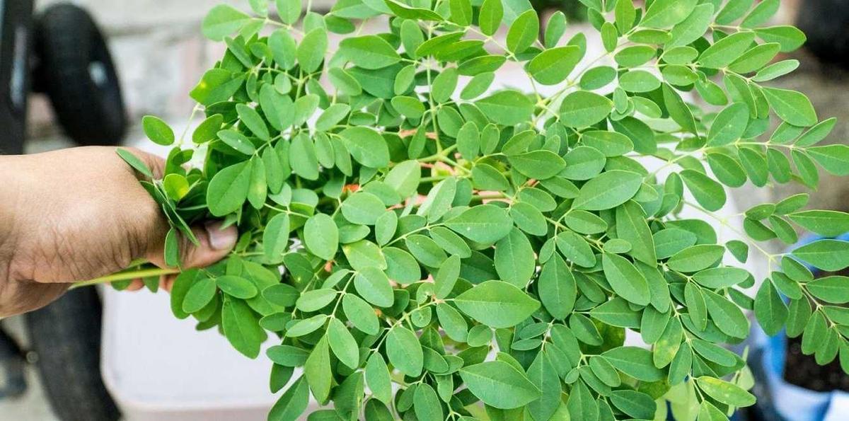 Terungkap! Ini 7 Manfaat Daun Kelor bagi Kesehatan yang Jarang Diketahui