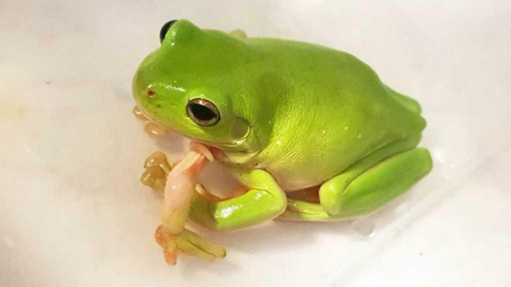 Penyelamatan Super! Kodok Berkaki 5 Tumbuh di Dada Berhasil Diamputasi