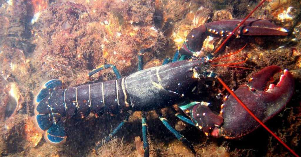Revisi Pelarangan Ekspor Benih Lobster Tinggal Dilaporkan ke Presiden