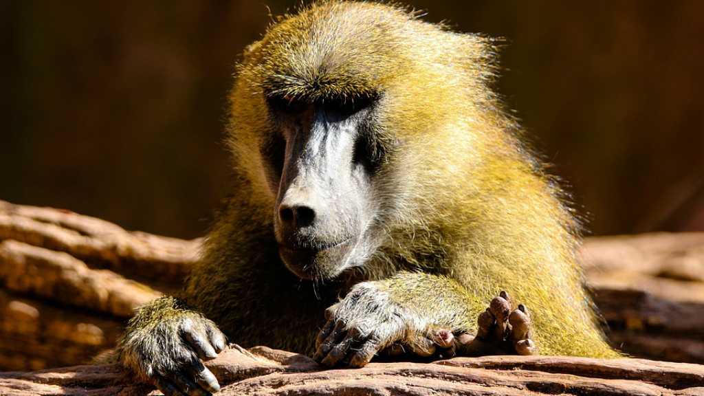 Mencekam! 3 Babon Kabur dari Truk Penangkaran