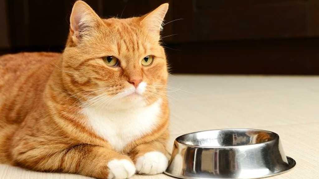 6 Makanan Manusia Ini Ternyata Sangat Berbahaya bagi Hewan Peliharaan