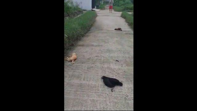 Warga Bekasi Geger! Kambing, Ayam, dan Kucing Mati Mendadak saat Lagi Jalan