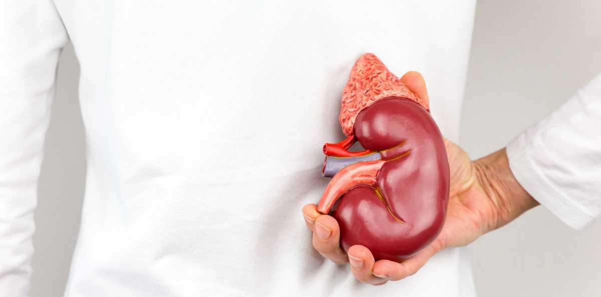 5 Obat Rumahan yang Dipercaya Ampuh dalam Mengobati Batu Ginjal