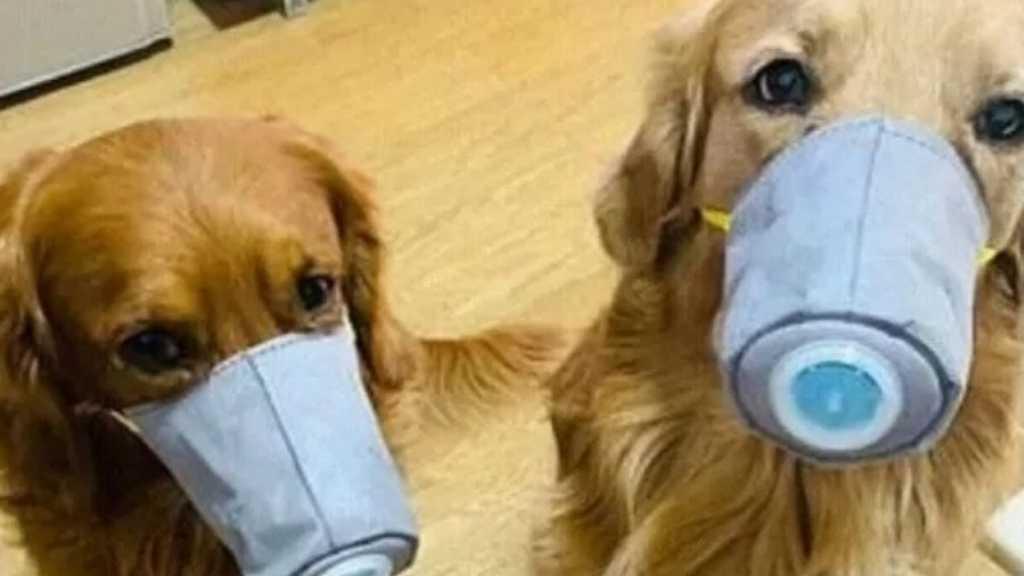 Positif Korona, Seekor Anjing di Hong Kong Ikut Dikarantina